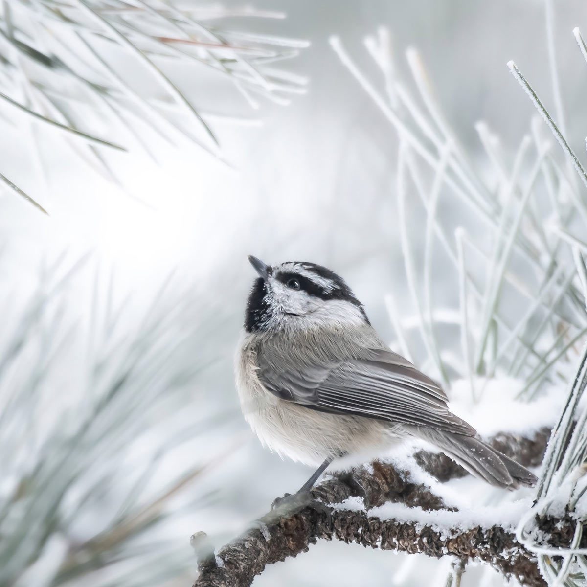 A tiny chickadee clings to a frosty pine bough.