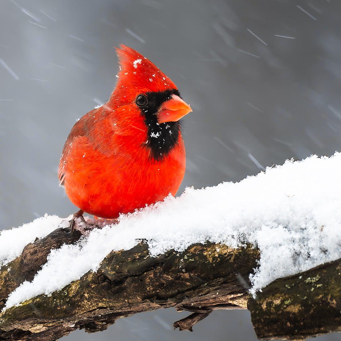 A brilliant red cardinal sits on a snowy branch during a snowstorm