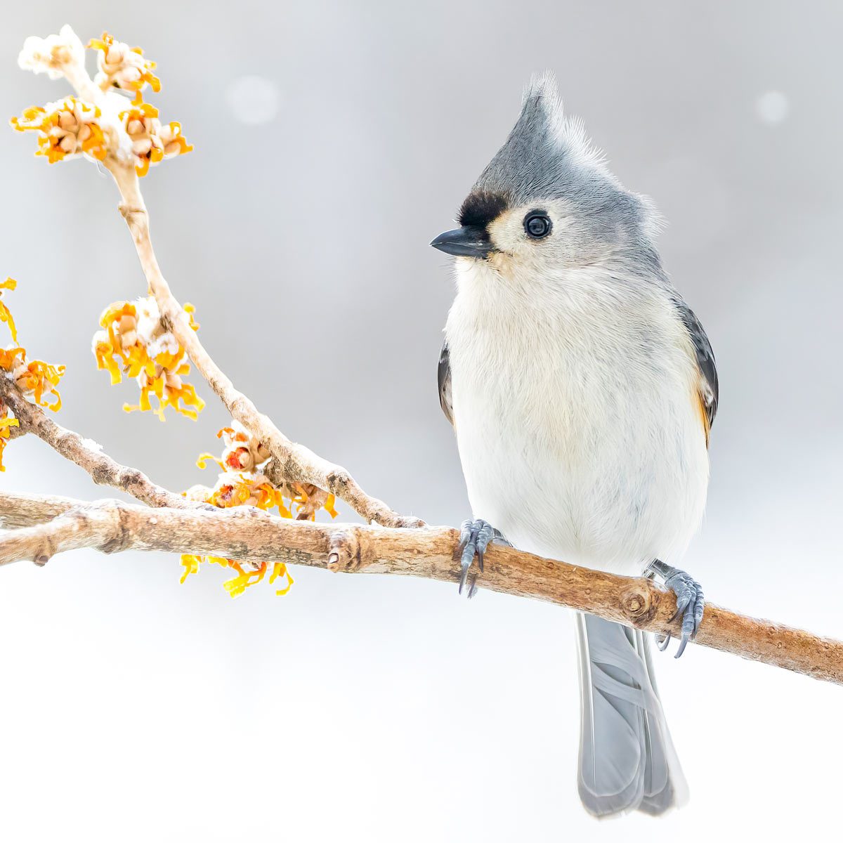 A gray and white bird with a pointed crest sits on a slender branch.