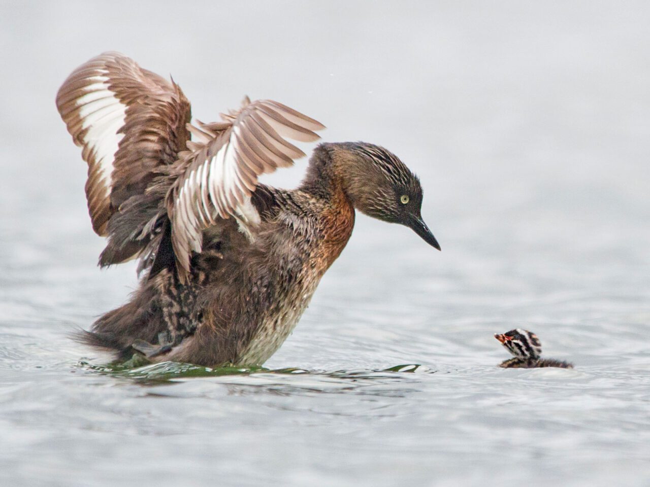 A brown and gray bird flaps while in the water and looks down onto a tiny black-and-white, stripe-faced chick.