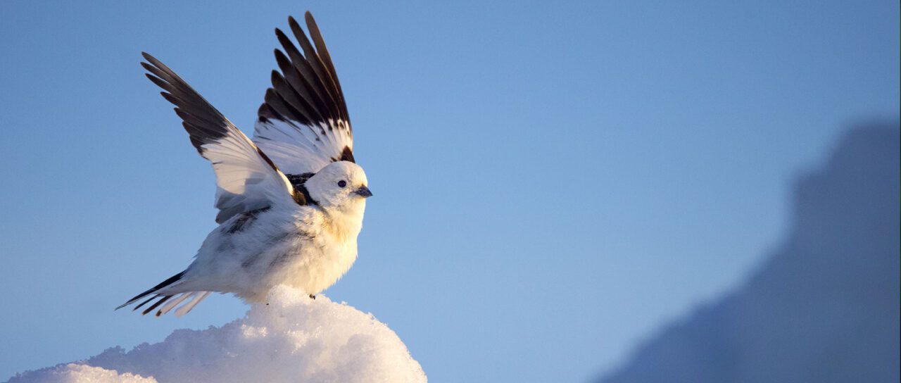 A black and white bird with uplifted wings and a small, conical bill, stands on a hill of ice.