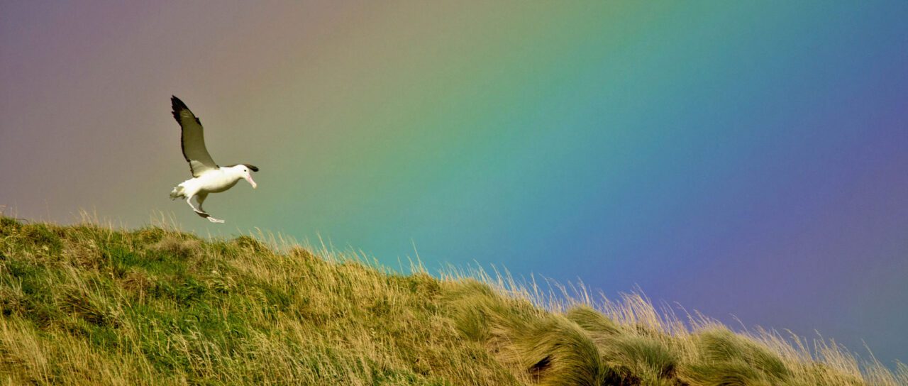 A large white bird with gray wings taking off of a grassy hillside with a rainbow in the sky.