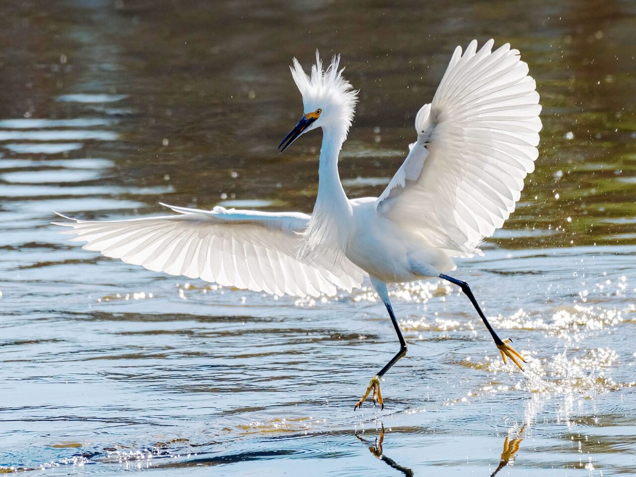 A tall, white, feathery bird, with long black legs and yellow feet, a large black bill, and white crest, flaps its wings and runs through the water.