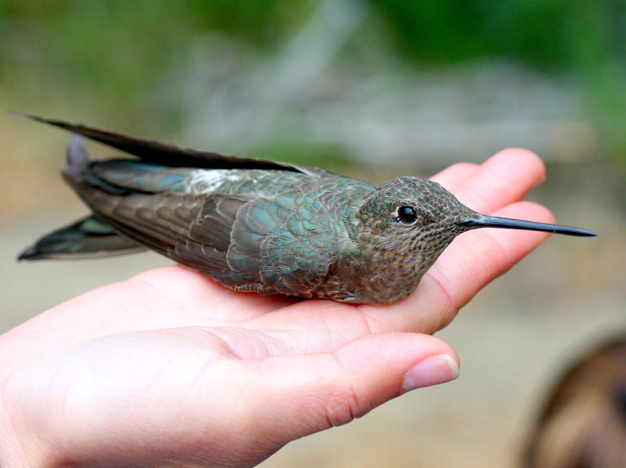 A large, green bird with a long, black bill, in the palm of a human hand.