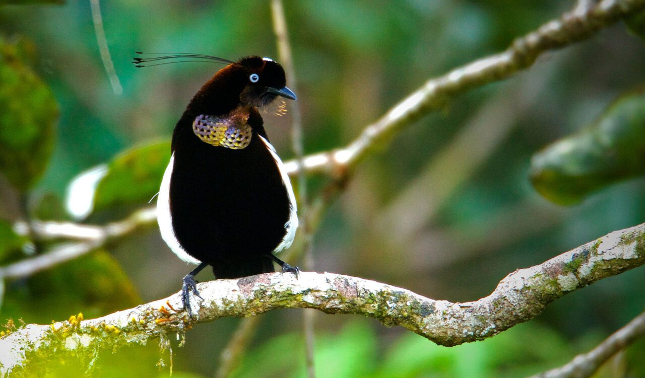 Dark brown and black bird with white sides, gold feathers at the neck and long, delicate head plumes, perches on a tree in the forest.