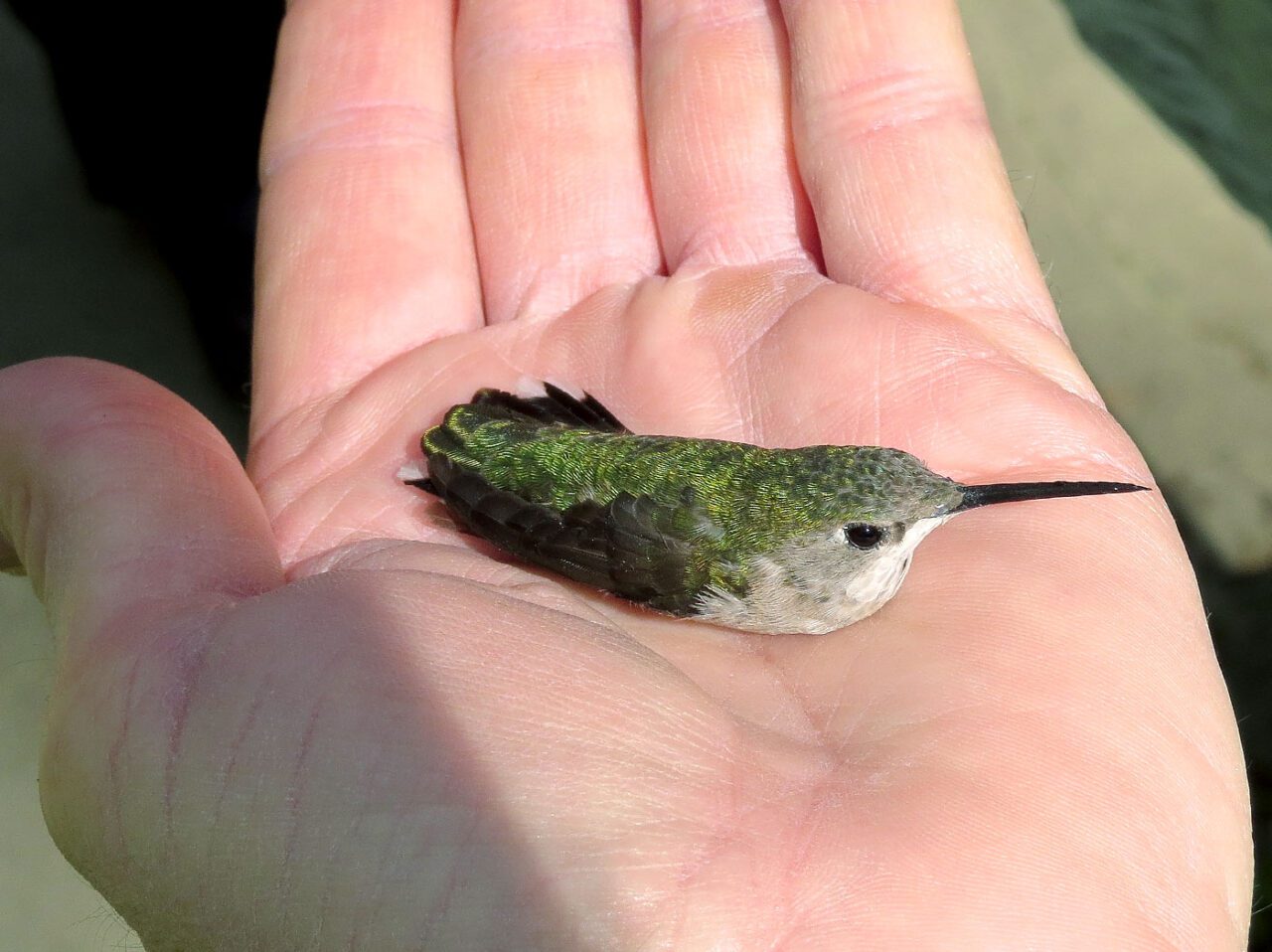 A very small, iridescent bird with a long, black bill, in the palm of a hand.