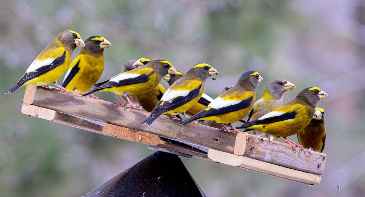 Yellow birds with black and white wings, dark gray heads, wide, yellow eyebrow, stand on a tilted platform feeder.