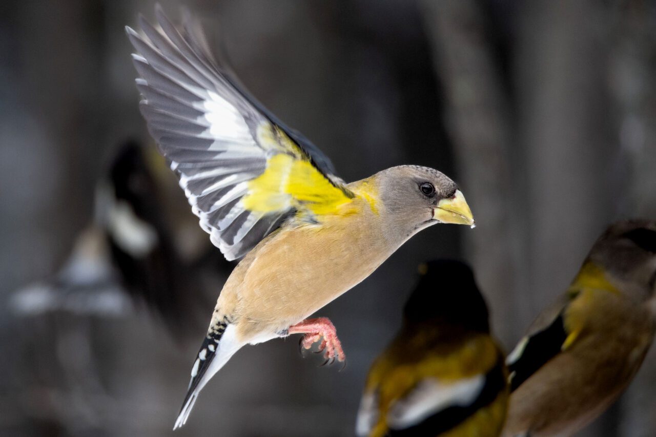 A yellow, grey, and beige bird in flight with other birds in background.