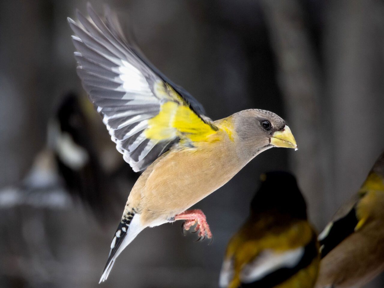 A yellow, grey, and beige bird in flight with other birds in background.