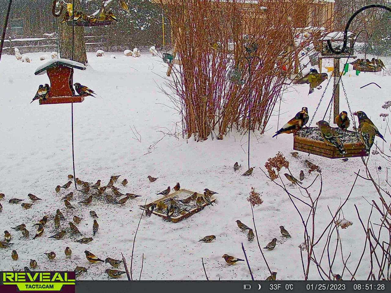 A snowy backyard with feeders, filled with dark yellow, grey, black and white birds.