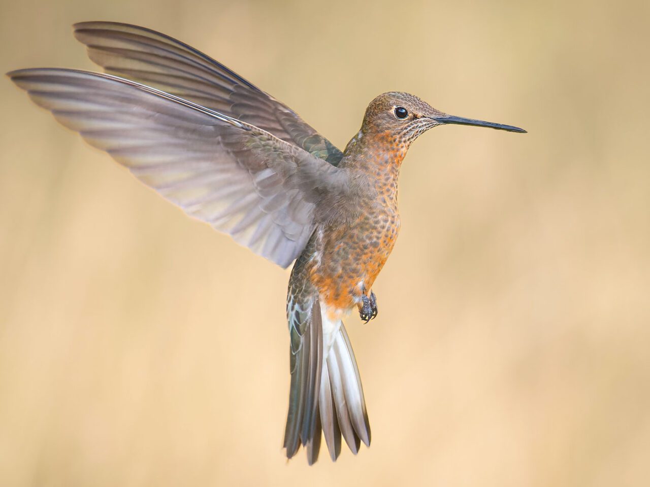 A rust-colored and gray-green bird with a long dark bill, and long, pointed wings, hovers in the air.