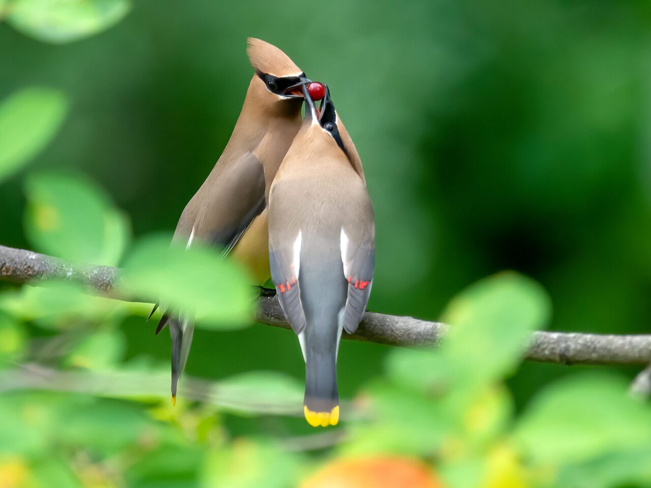 Two taupe and gray, crested birds with a black mask, one feeding the other a red berry, perch on a tree in the green woods.