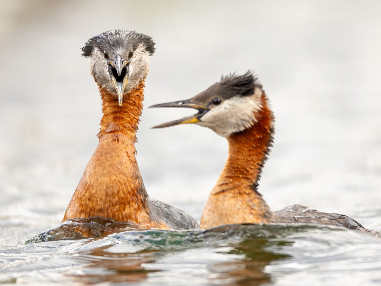 Two birds with long russet-colored necks, flat black and white heads, and a long bill, sit low in the water with bills open.