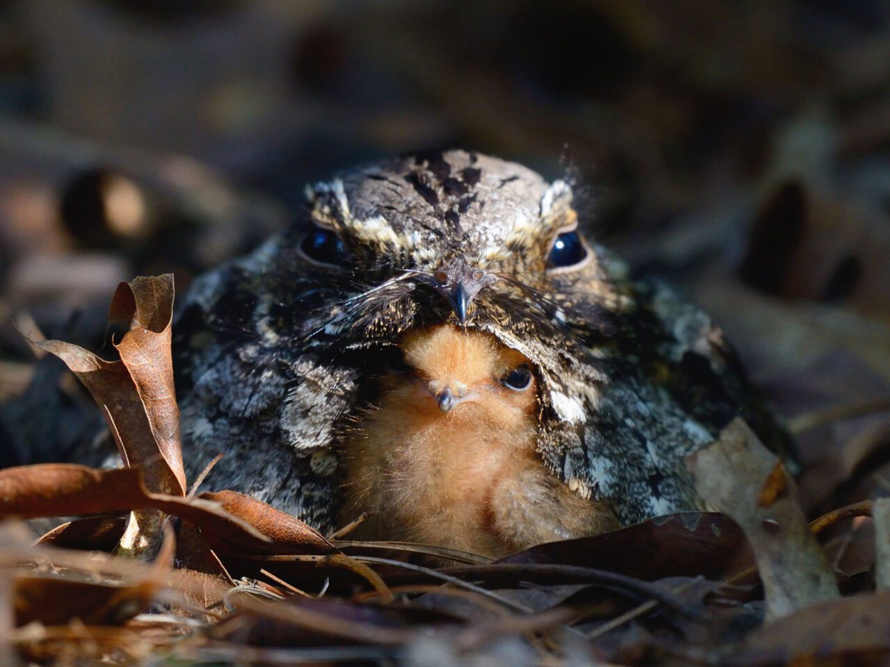 A gray and dark brown bird sits in the leaves with a fluffy, orange chick under its chin.