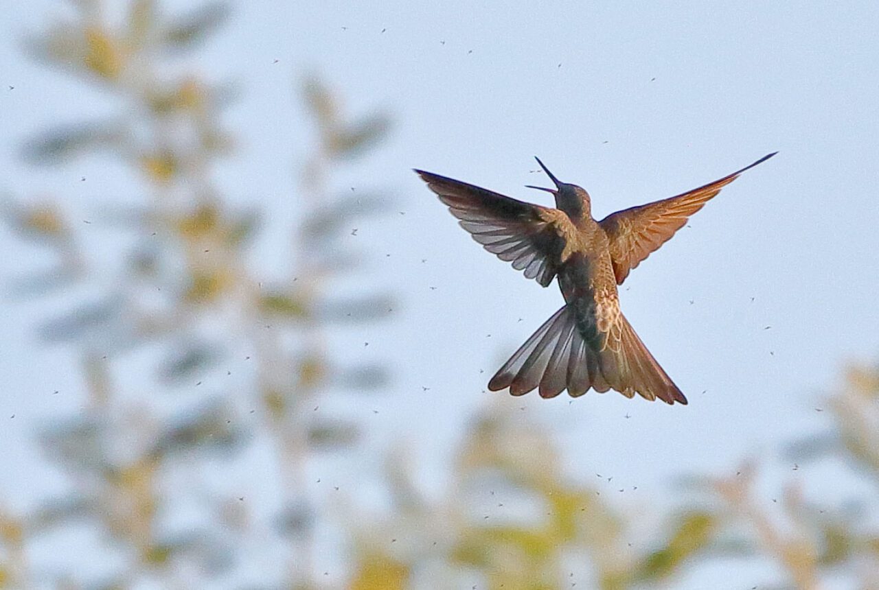 A bird with longish, pointed wings and a tail like a fan, catches insects in flight.