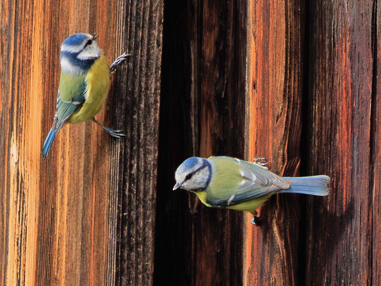 Two yellow and blue birds with a white face and dark stripe through the eye, perch on a horizontal piece of wood.