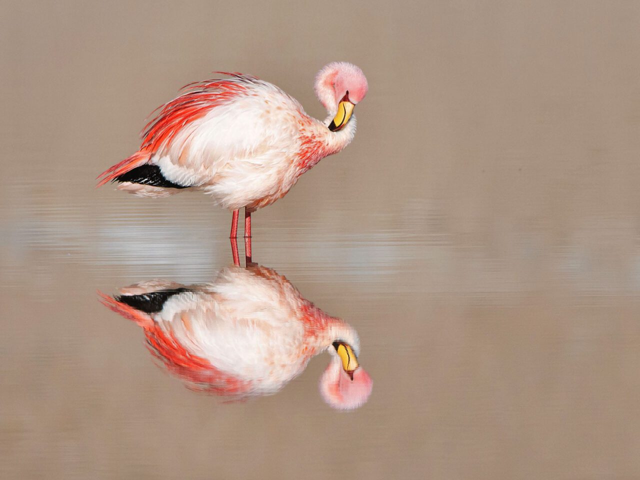 A large, coral, colored bird with long legs and a long neck, with large yellow and black bill, stands reflected in the water.