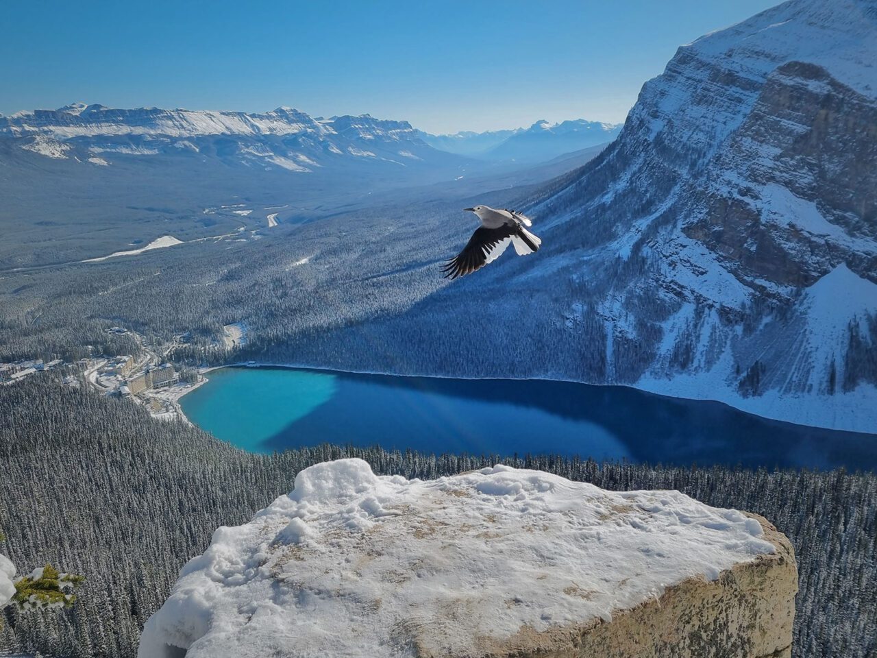 Gray, black and white bird, in the air, flying above a blue lake and snowy sedimentary mountains.