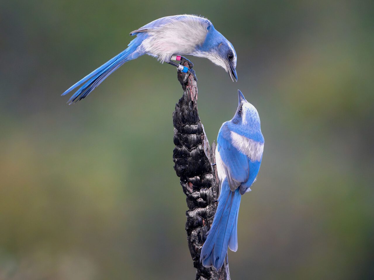 Two long-tailed blue and gray birds stand on a dead branch and face each other.