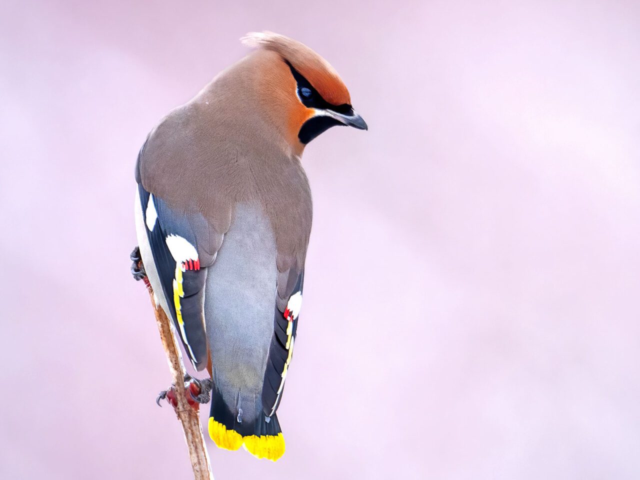 A taupe bird with a black mask and chin, russet-orange face and crest, and wings touched with white, yellow and red, stands on a branch against a pink, lavender sky.