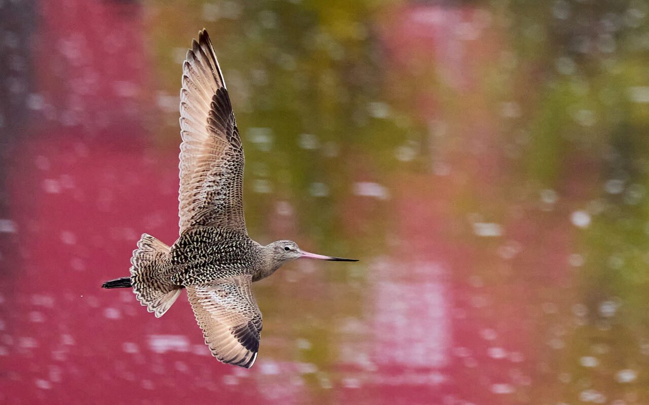 A beige and brown patterned bird with a long pink bill with a black tip, flies against a rainbow-colored water background.