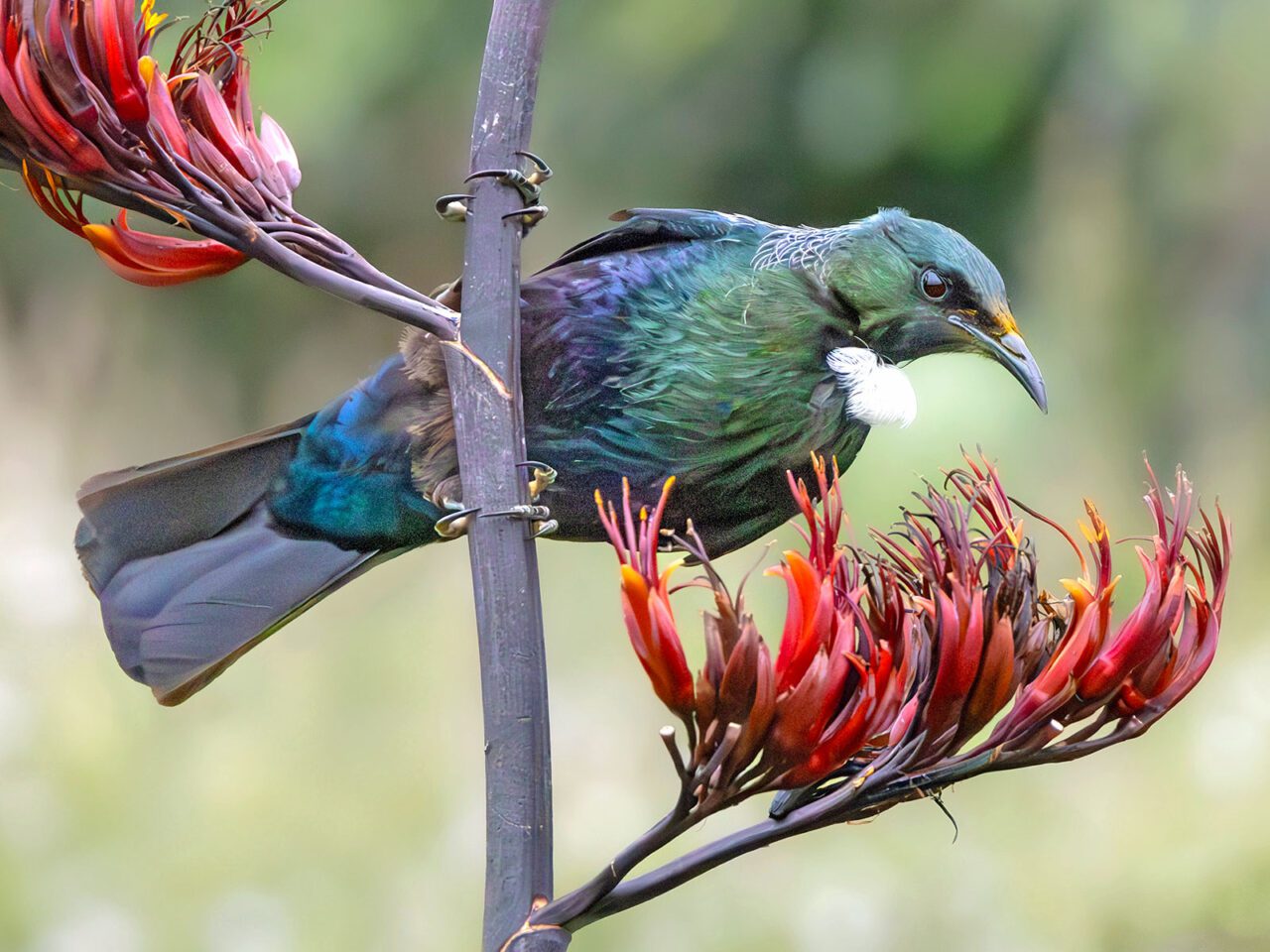 Iridescent green bird with white throat tuft, perches horizontally on a stem with dark red flowers.