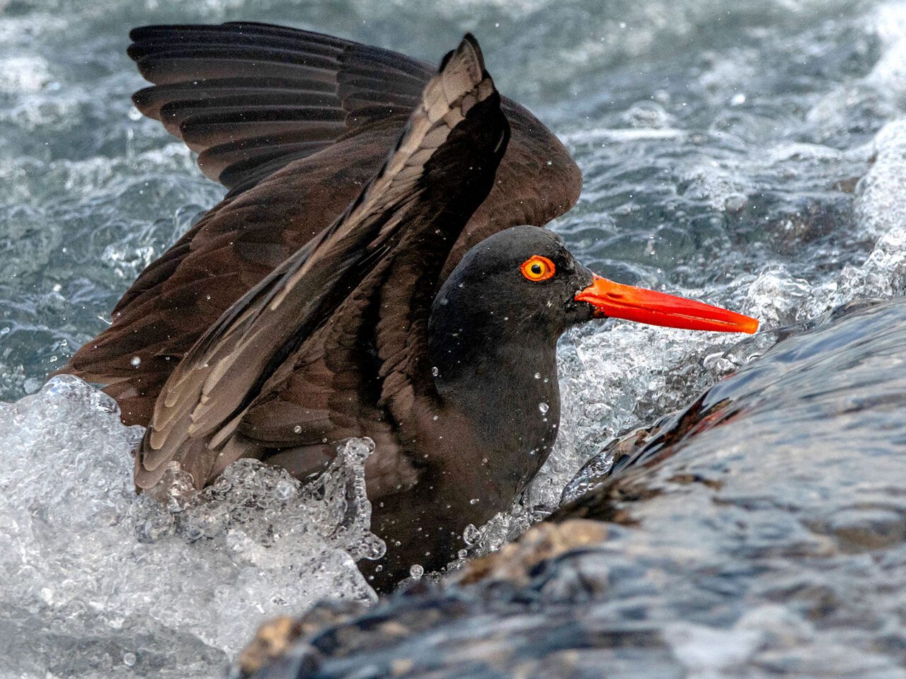 A glossy black bird with a long, dark-orange bill, eyering and yellow eye, flaps in the surf.