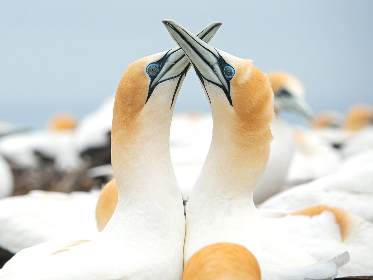 Two white and apricot birds with long necks, blue-ringed eyes, and a large pale blue bill, stand chest to chest and cross bills.