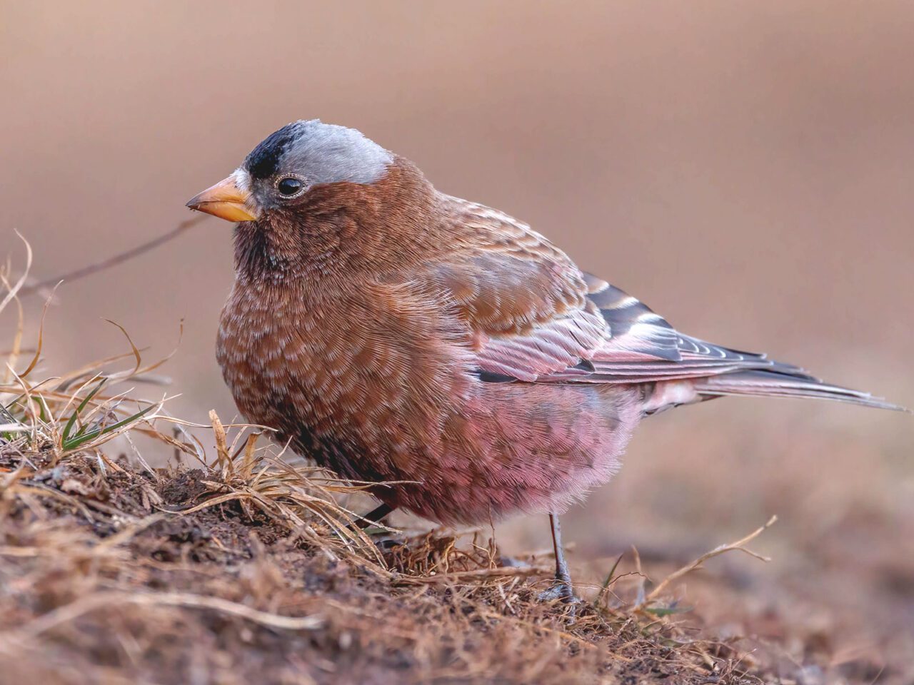 Small, rounded chocolate colored bird with a blush of pink on it's back side, a gray and black cap, and a small, dark yellow, conical bill, stands in brown grasses.