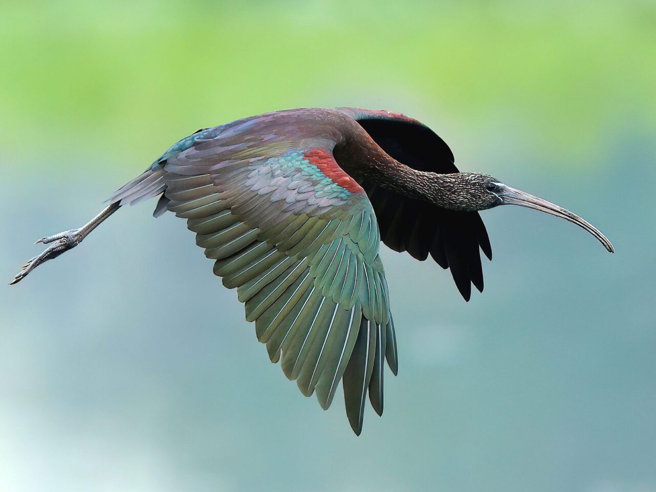 An iridescent, green bird with touches of chestnut and pink-gray, a long neck, bill and legs, flies against a gradient green sky.