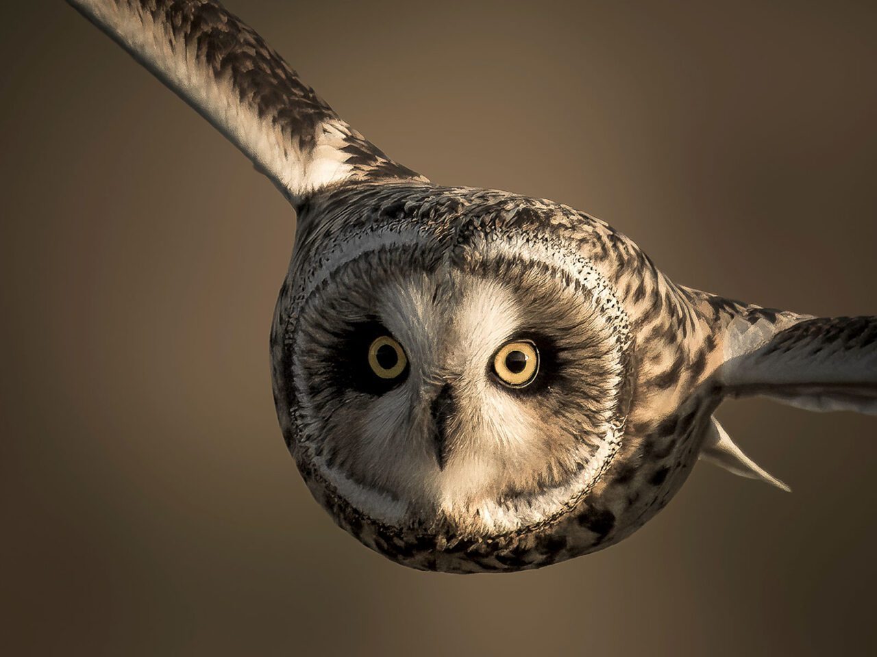 Close up of an owl face, brown and beige patterned with yellow-beige eyes, flies towards the camera.