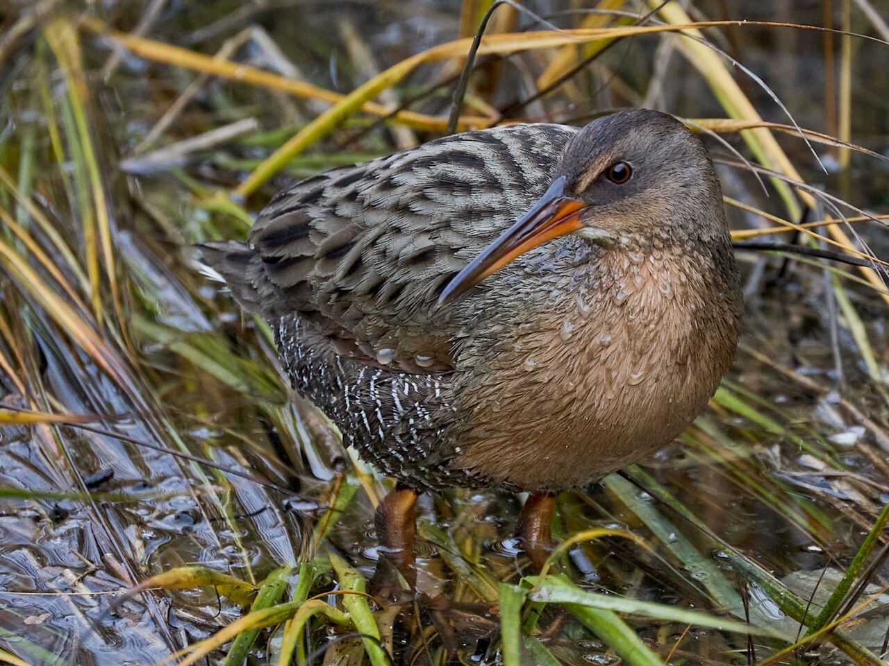 A brown and beige patterned bird with a long orange and brown bill, stands in the water surrounded by grasses.