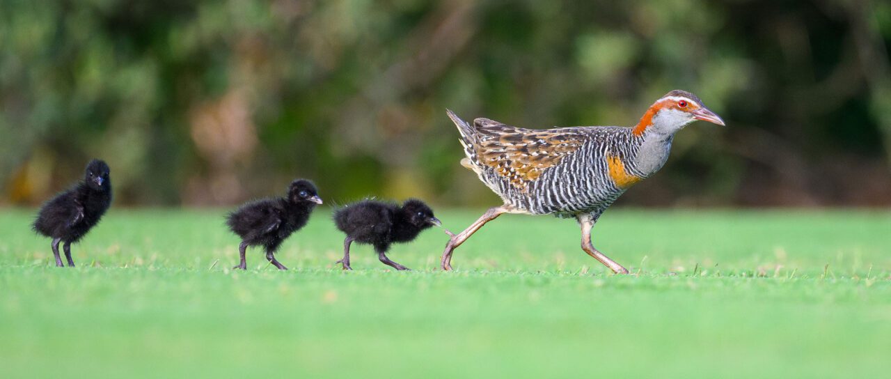 Three fluffy chicks follow a gray, black and brown striped bird with a chestnut face stripe and red eye.