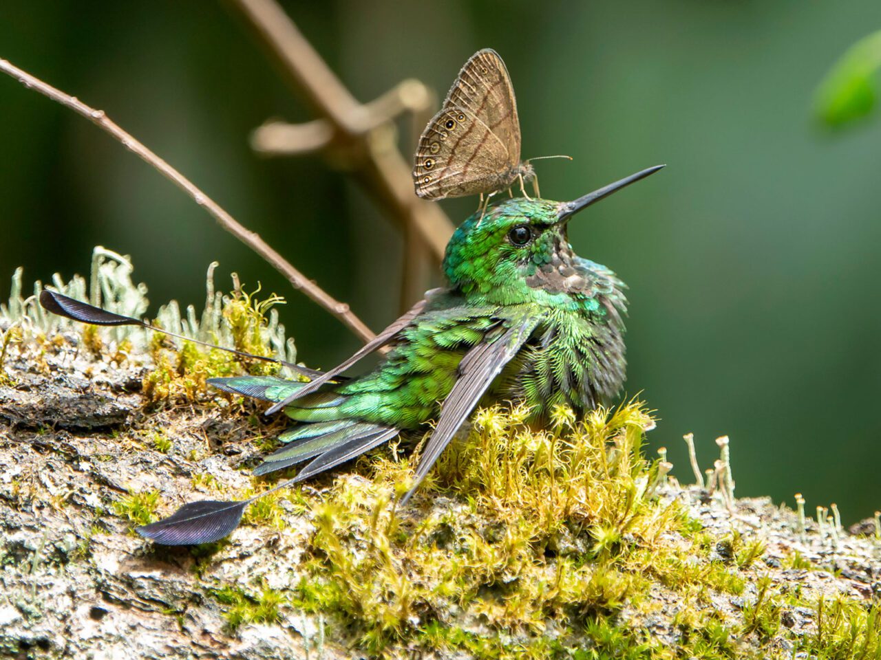 A bright green iridescent little bird with a long, thin bill, and two, long spoon-like tail feathers, sits in the moss with a butterfly perched on its head.