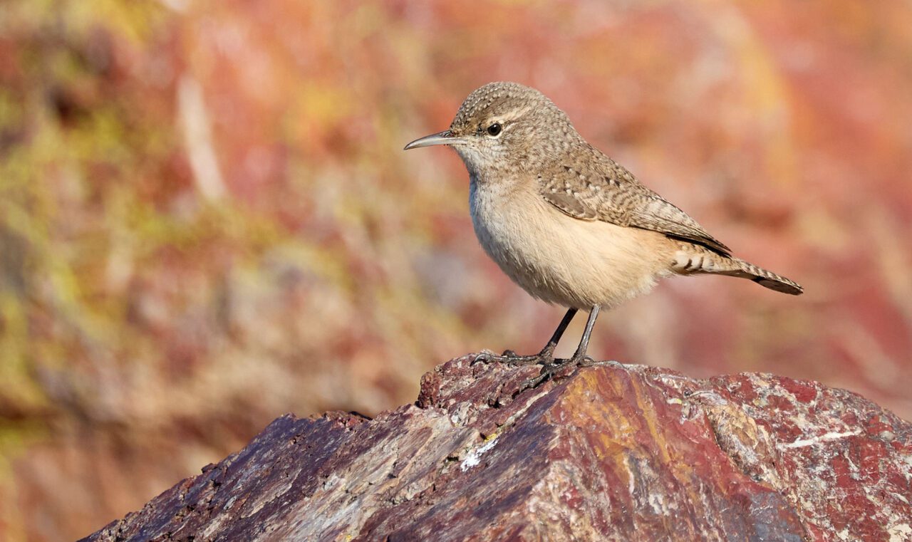 A beige patterned bird stands on a pink rock with a coral-pink background.