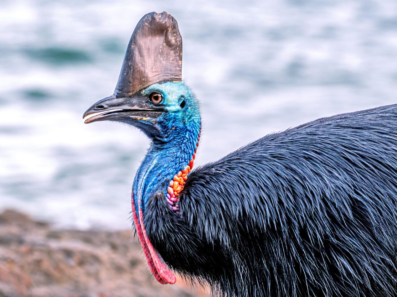 A dinosaur looking bird with a large shaggy black feathered body, neck and face of blues with orange, pink and red touches, and a giant bony crest on head.