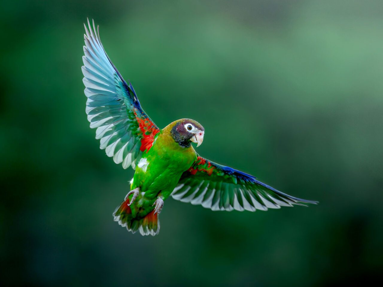 A bright green parrot with red and cobalt color patches on its wings, flies against a green background.