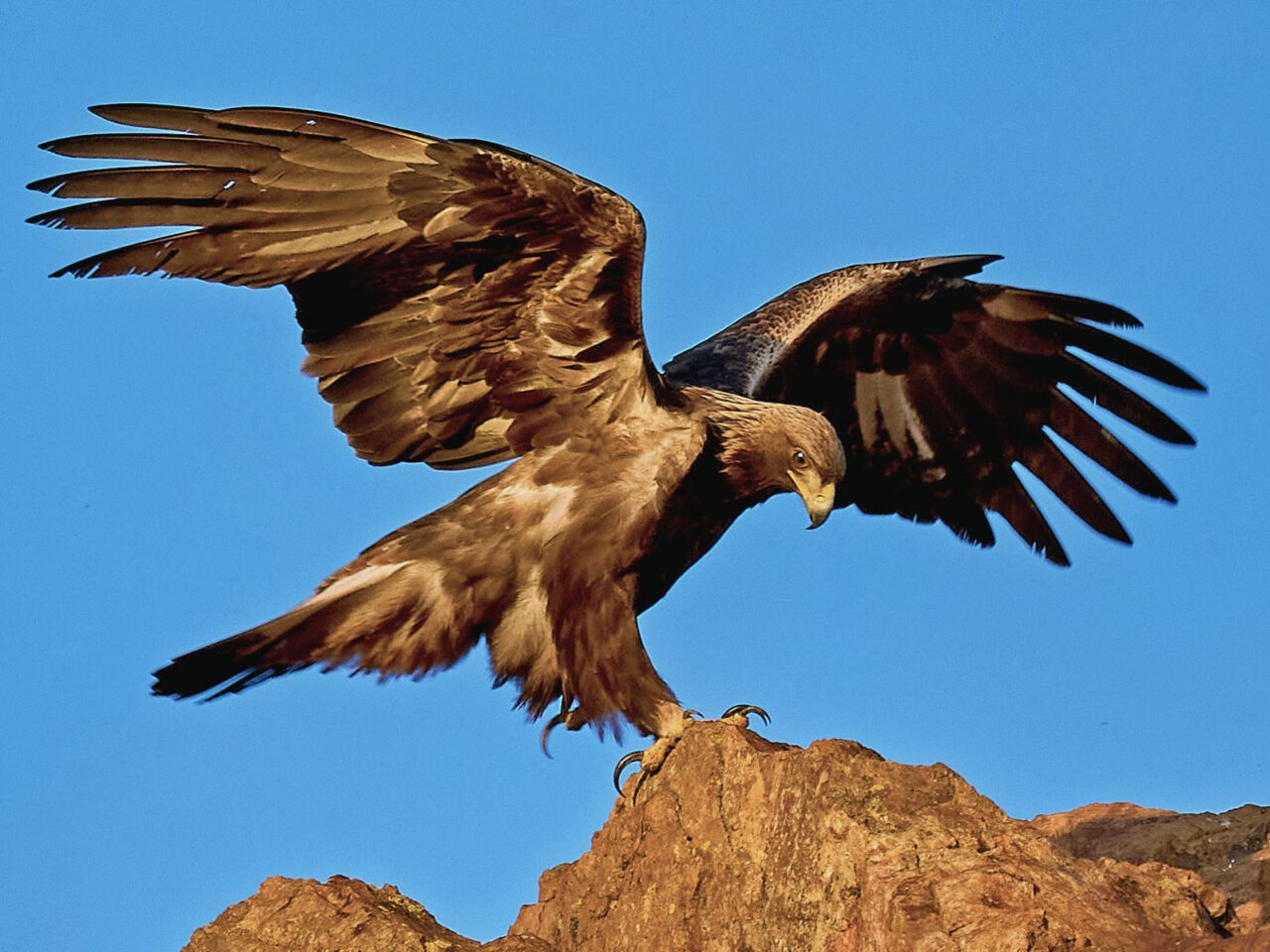 A large brown bird with a large yellow, hooked bill and large feet and talons, opens its wings in the sun.