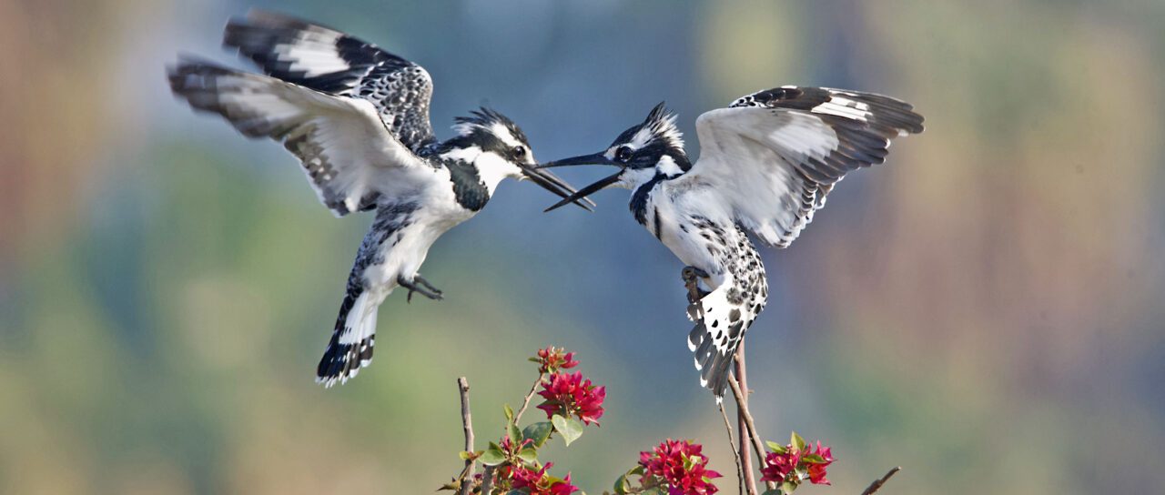 Two black and white patterned birds with tufty crests and large, black bills, one hovering, one perched, engage beak to beak.