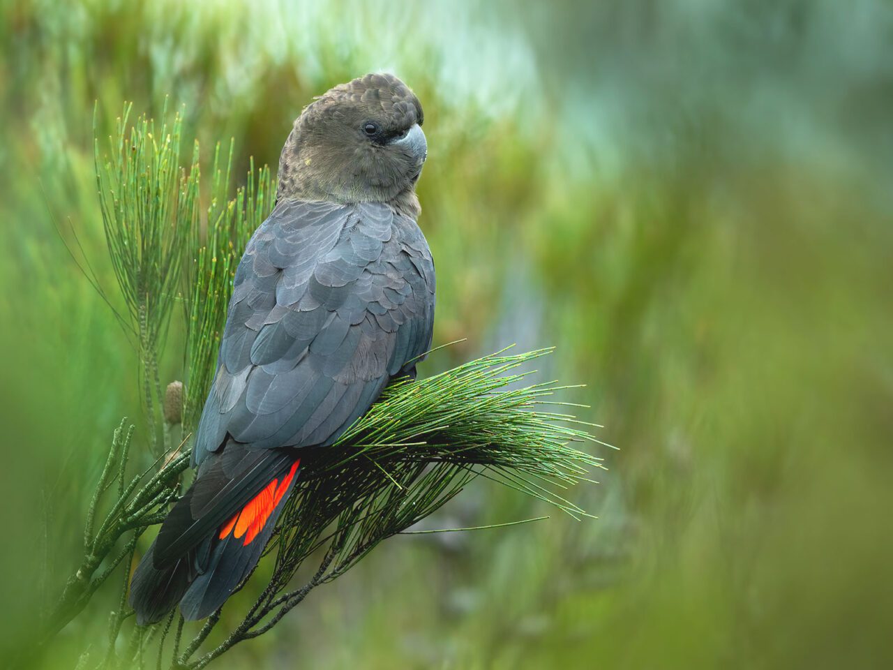 A dark-green, feathery bird with a wide, short bill, and a hidden red tail feather, perches on a fir tree