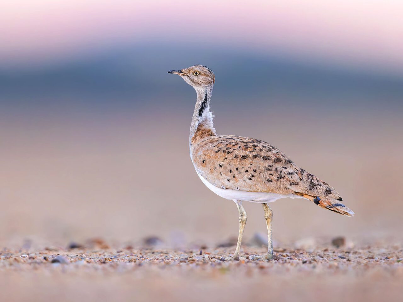 A tall beige and grey bird, with black spotted markings, a long neck and legs, and yellow eye stands in gravel with pretty lavender, pink background.