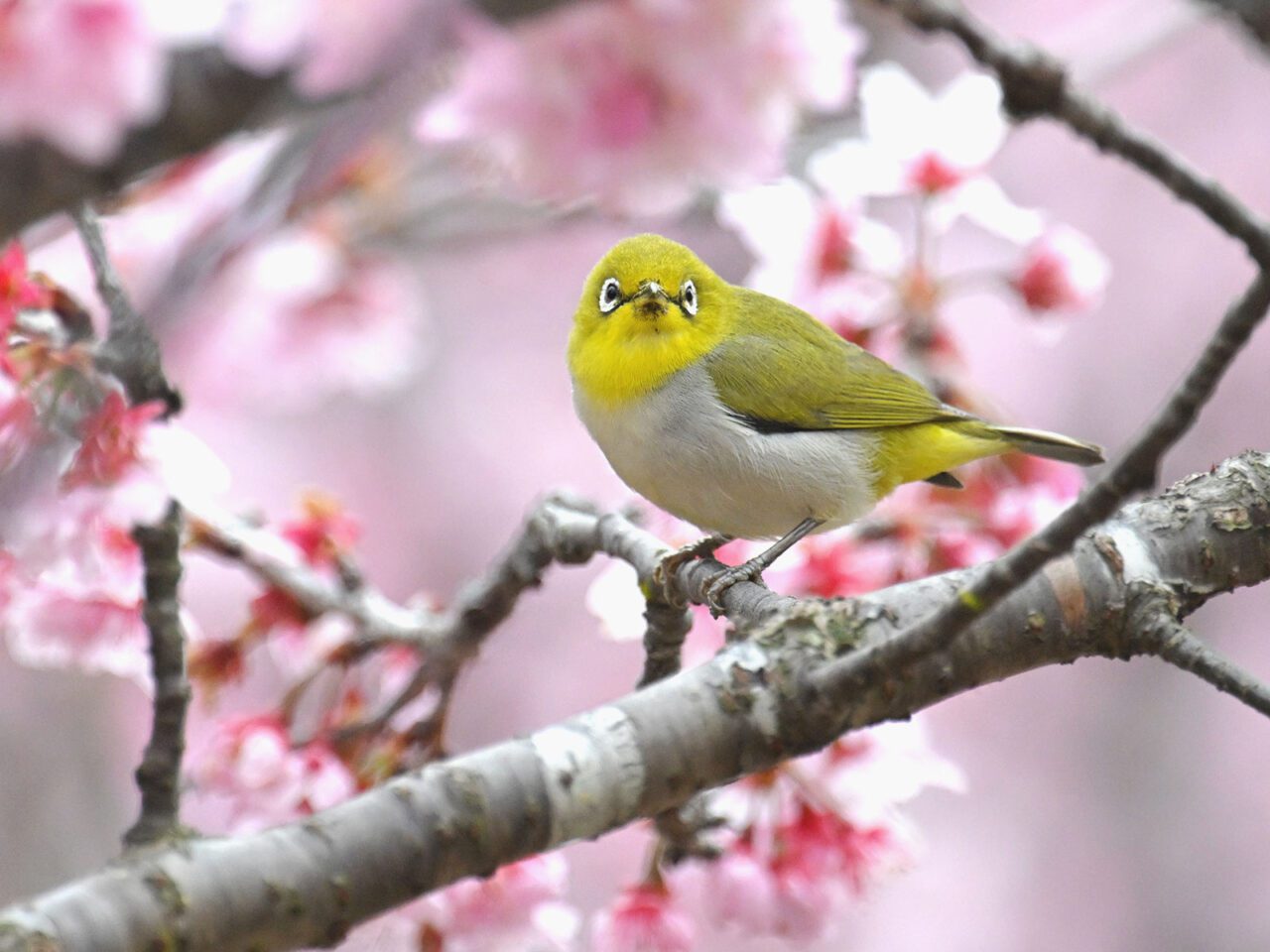 A yellow bird with a white-gray chest and abdomen and white, black-bordered eyeting, stands on a branch in a pink-flowered tree.