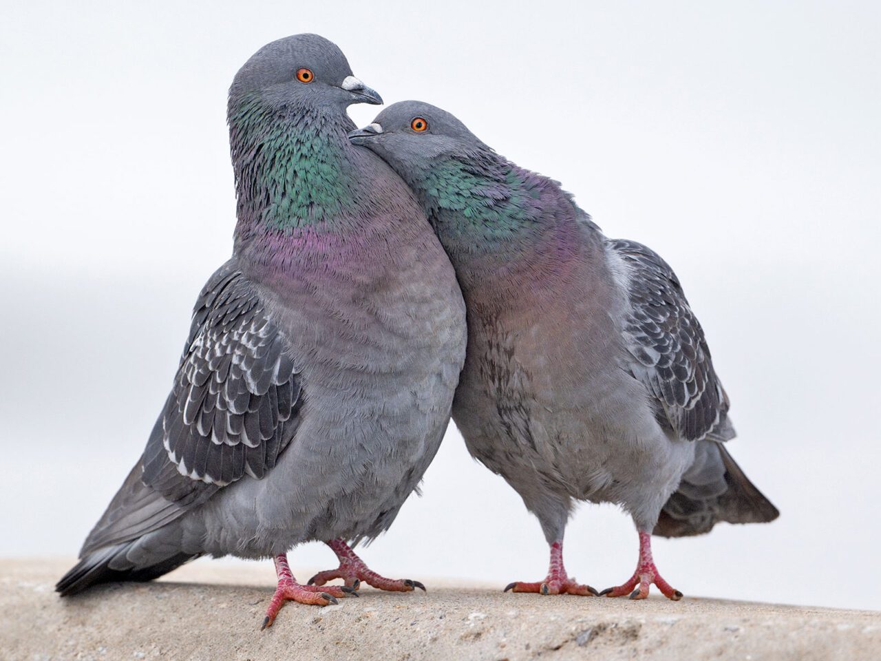 Two rounded grey birds with iridescent green and pink necks, orange eyes and feet, and a small bill, lean into each other while standing on concrete .