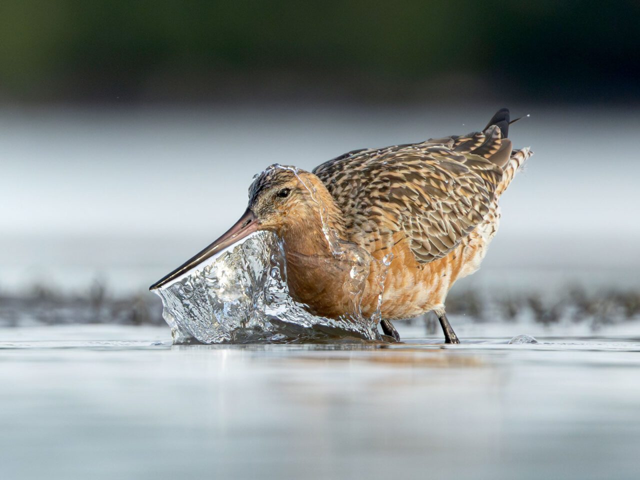 A brown, russet, and beige colored bird with a long pink-grey bill, scoops water over its head.