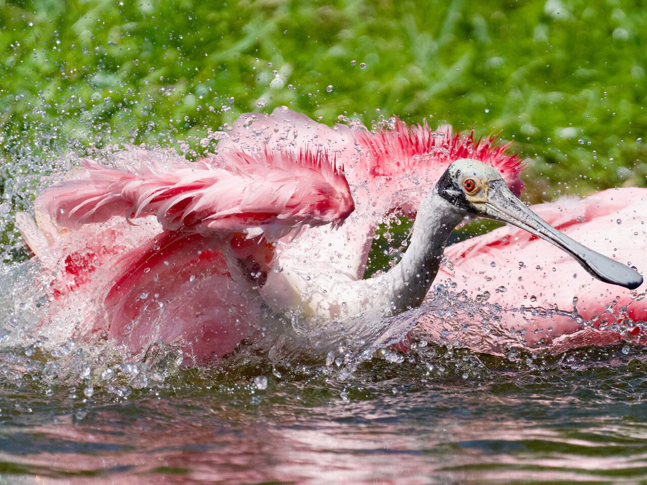 A pink bird with a long spoon-shaped bill and red eye, flaps and splashes in the water