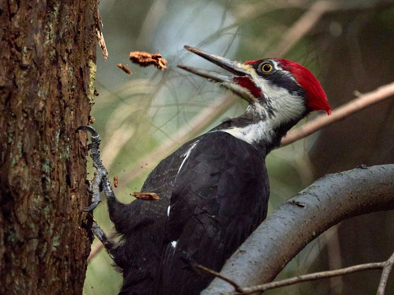 A black bird with a black and white striped face and red crowned head and large dark bill, hangs onto the side of the tree and pecks the wood.