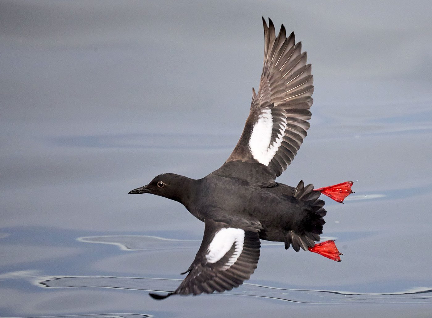 A black and white bird with red feet, flies through the air.