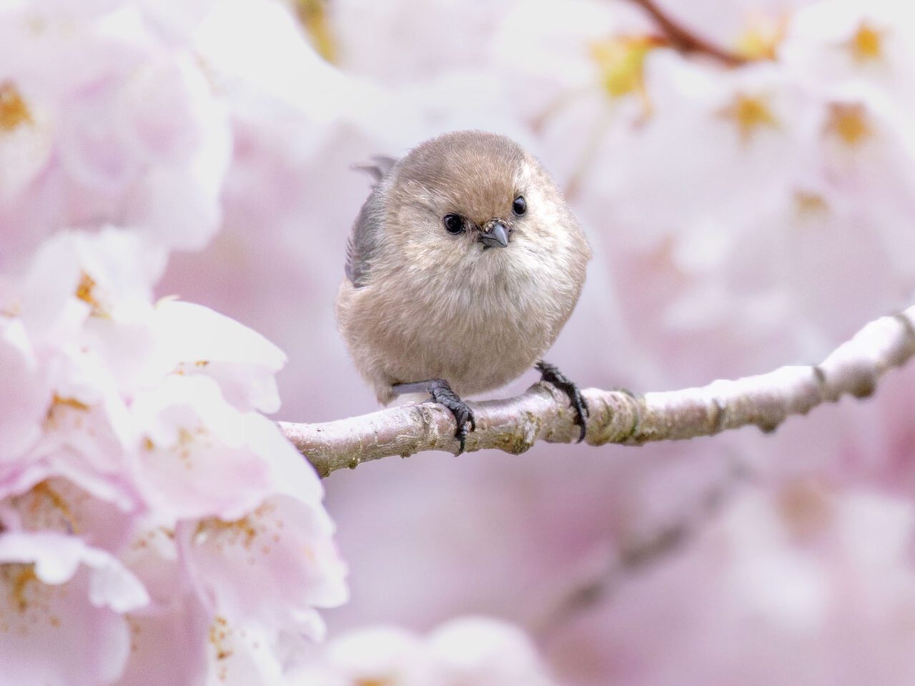 A little taupe bird perches on a branch with pale pink flowers all around.