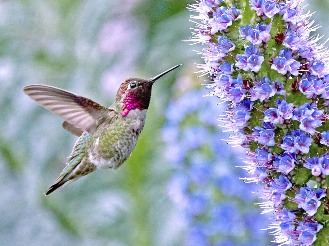 A small green bird with a pink face and pointed wings, hovers in the air and approaches a periwinkle flowered plant.