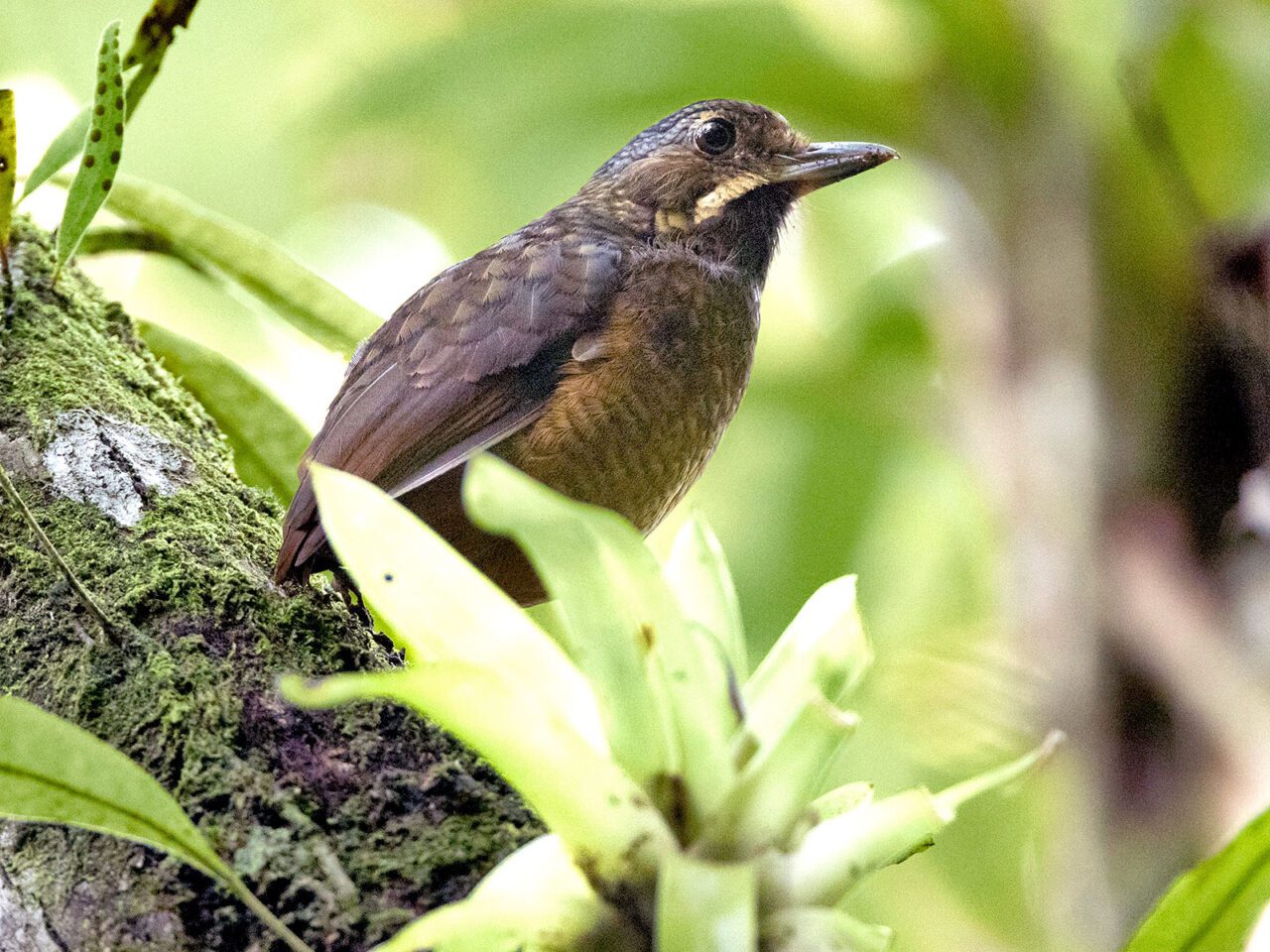 A small, chocolate brown bird stands on a mossy tree in the forest.